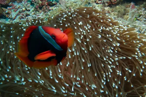 tomato anemonefish