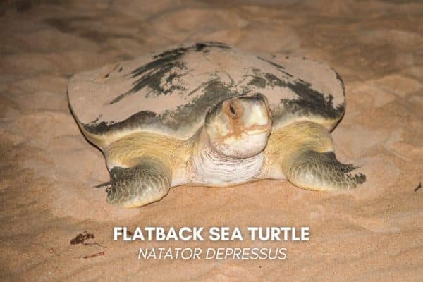 Flatback sea turtle (Natator depressus)