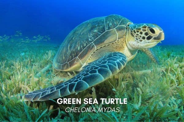 Green sea turtle (Chelonia mydas)