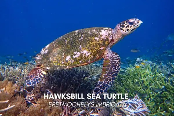 Hawksbill sea turtle (Eretmochelys imbricata)