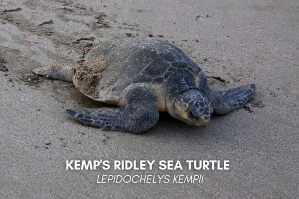 Kemp's Ridley sea turtle (Lepidochelys kempii)