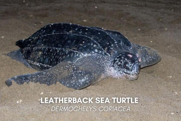 Leatherback sea turtle (Dermochelys coriacea)