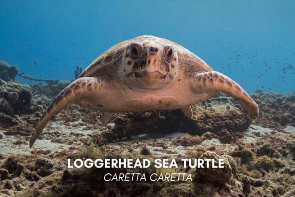 Loggerhead sea turtle (Caretta caretta)