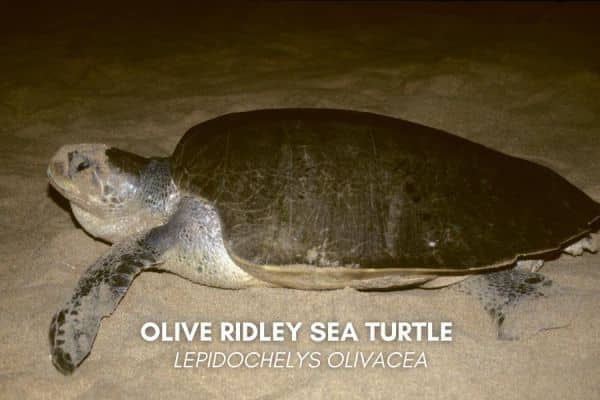 Olive Ridley sea turtle (Lepidochelys olivacea)