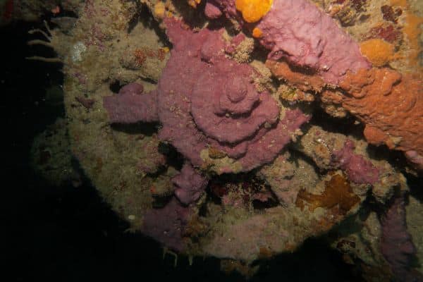 gear covered in algae