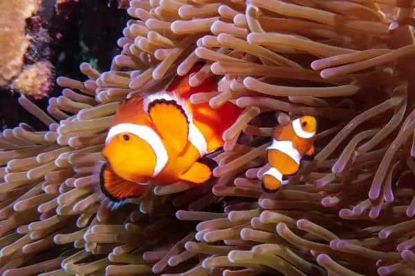 anemone clownfish