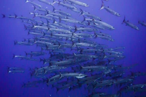 barracuda in Apo Reef Natural Park