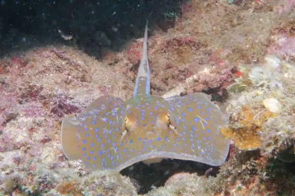 blue spotted sting ray