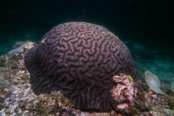 brain coral