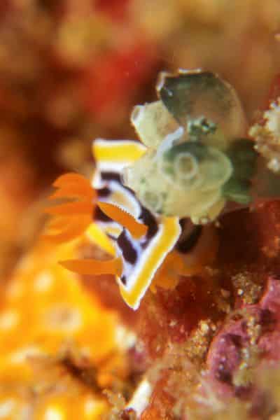 chromodoris nudibranch