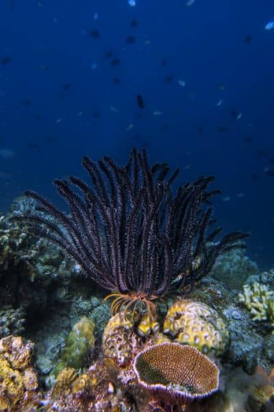 crinoid feather star