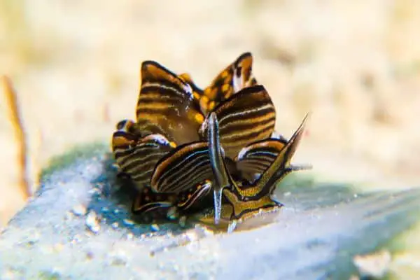 Cycerce nigra seaslug in Romblon