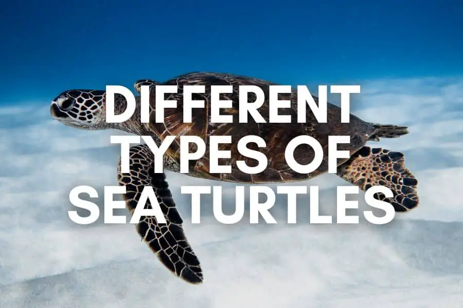 different types of sea turtle