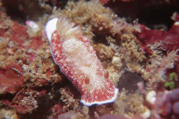 goniobranchus reticulatus nudibranch