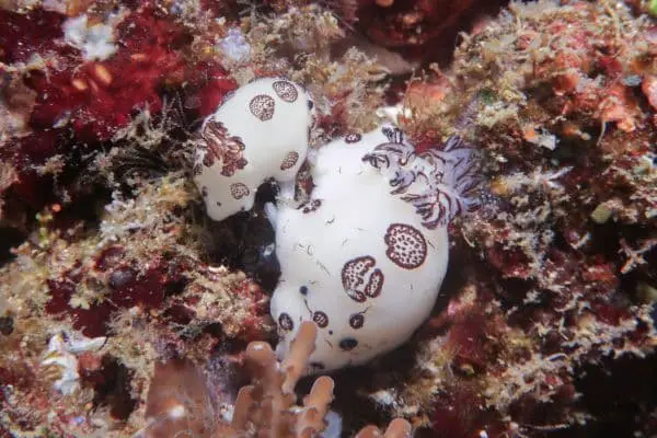 jorunna funebris nudibranch mating