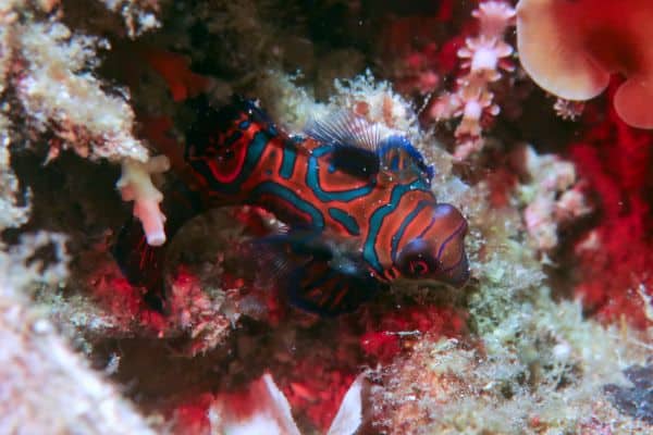 Mandarin fish at the Lighthouse Dive Site