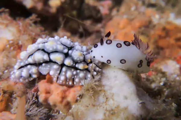 phyllidia and nudibranch