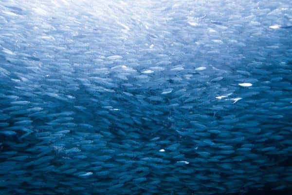 thousands of sardines in Moalboal