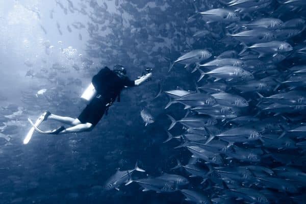 school of jacks in Balicasag island