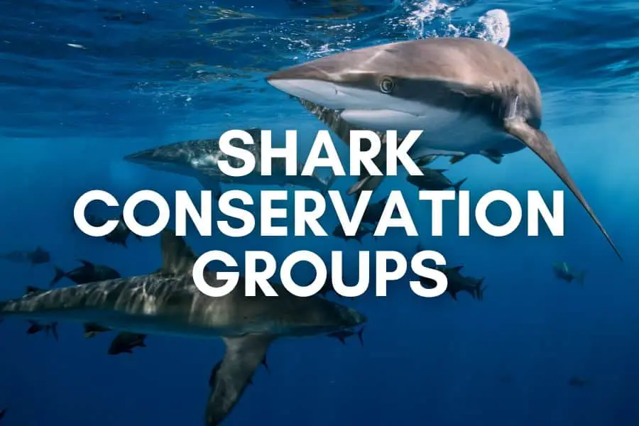 shark conservation groups