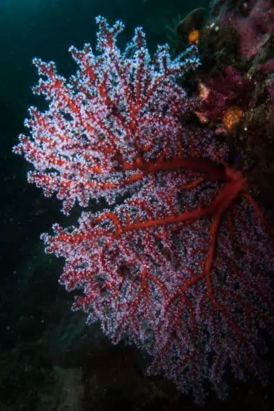 soft corals