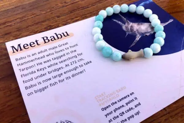 Fahlo shark bracelet and shark information card
