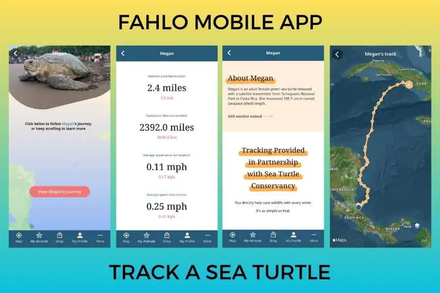 Fahlo mobile app to track sea turtle