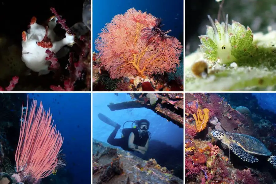 Diverse marine life in Sarangani Bay