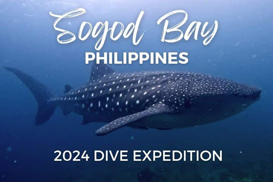 Sogod Bay, Southern Leyte Snorkel with Whale Sharks